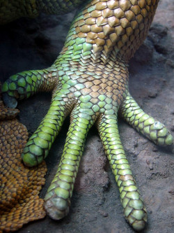 sun-stones:  Reptil / Argentina by JohannRela on Flickr. 