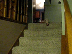   Hamlet the Mini Pig Goes Down the Steps To Get To Oatmeal [x]
