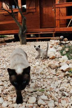 howtoloveacat:  wingedkat:  My siamese cats :) Ronnie and Sawga.