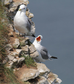 fat-birds:  Kittiwake by bojangles_1953 on Flickr. photobombing