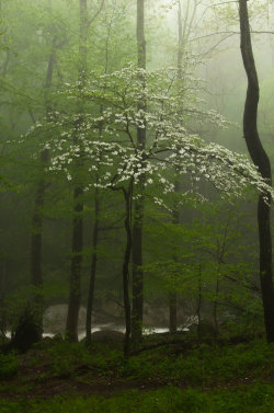 morgondagg:  “Foggy Dogwood Illuminated” by Brent Van Zandbergen