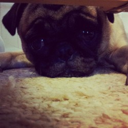 Don’t look so sad my puggy. <3  (Taken with instagram)