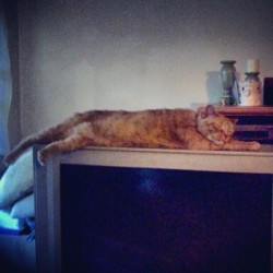 Zippers loungin lol (Taken with instagram)