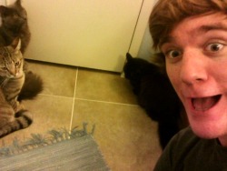 lampsarepeopletoo:  me trapping all my cats in the bathroom together