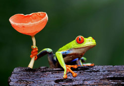 :  A red-eyed tree frog Photograph: Megan Lorenz / Rex Features/Rex