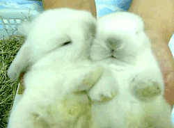 panda-bear-nugget:  Mother of the great bunnies what is this