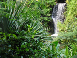 jungle-sorbet:  • follow jungle-sorbet for more tropics •