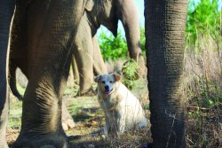 dogjournal:  AN ELEPHANT REMEMBERS HER LATE CANINE FRIEND -“Tarra