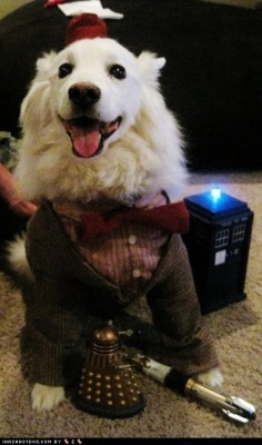 mhmf:  DOCTOR POOCH 