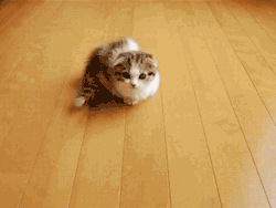 the-b-e-autiful-mind:  hi:  this cat has too much power   (via