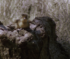 ratak-monodosico:  Mandarin Ducks nest in tree holes. When the ducklings are only 24 hours old, they follow their mother and leave the nest. They can’t fly yet, but luckily the long drop does not harm them. (Planet Earth - BBC) 