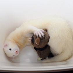 thefluffingtonpost:  PHOTO OP: Ferret Cuddles Via @makin55. 