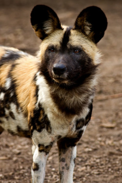 earthandanimals:  earthandanimals: African Wild Dog - © Scott