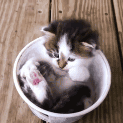 rraaaarrl:  kittenbowl 