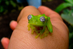 cosmictuesdays:  theanimalblog:  Glass Frog  “Have you ever…looked