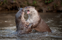 rhamphotheca:  animalstalkinginallcaps: Otters Talking in All