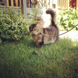 bunnyalexander:  My Mainecoon, Castiel. Out for a walk… On