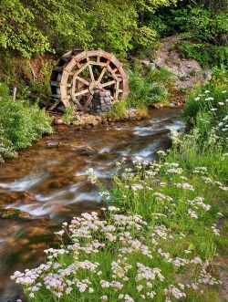 Rustic Water Wheel on Scenic Stream in Mill Creek Canyon, Utah