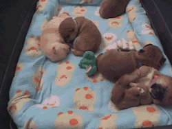 awwdorables:  little sleepy pups 