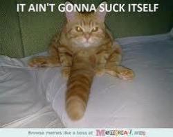 Kitties and Titties