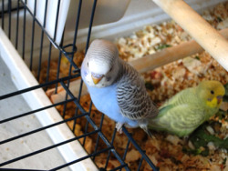 artricahearts:  as promised, pictures of my budgies. :33 We had