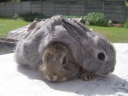 motherhecker:  i will hide this bun under another bun brilliant