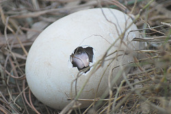 fyeahshoebills:  Photos of a Shoebill baby being born at Lowry