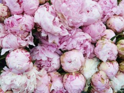 lushclub:  d-aphne:  I found peony flowers in Rome!  queued xx