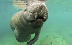 theanimalblog:  Florida manatee (Trichechus manatus latirostris)