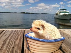 kokopenguin:  Luxury hedgehog has his own boat 
