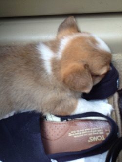 corgiaddict:  The smell of TOMS! Submitted by Toto