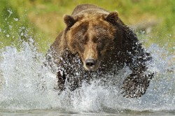 theanimalblog:  A grizzly bear (Ursus arctus horriblus) fishes