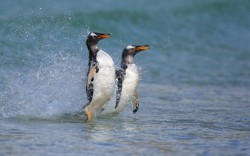 theanimalblog:  Gentoo penguins surfing, the Falkland Islands. 