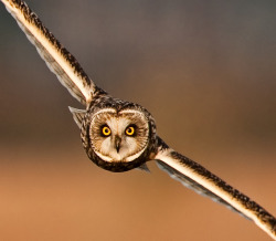 the-absolute-best-photography:  llbwwb:Look Into My Eyes!! (Short