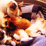 kitten-gifs:  kittens waking up (x) 