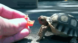 kittenhugs:  This turtle is bad at tomato. [video]