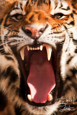 magicalnaturetour:  Tiger teeth and more by DeeOtter :) 
