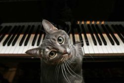 thecellofellow:  What’s a cat doing playing the piano? Silly