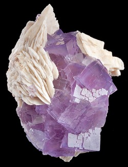 billycrystalbillycrystal:  Gemmy crystals of vibrant purple Fluorite