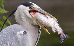 theanimalblog:  A grey heron tries to swallow a koi carp caught