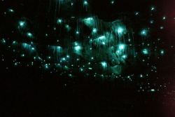 geneticist:  Glowing caves in New Zealand are a popular tourist attraction. The glowing in the caves is caused by bio-luminescent worms hanging from the cave ceiling. (via)  ;w; we got to see these (replicas) at the Museum of Natrual History! What I would
