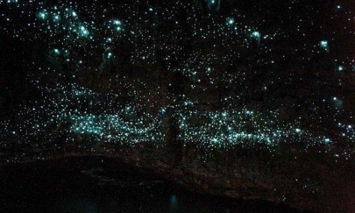 geneticist:  Glowing caves in New Zealand are a popular tourist attraction. The glowing in the caves is caused by bio-luminescent worms hanging from the cave ceiling. (via)  ;w; we got to see these (replicas) at the Museum of Natrual History! What I would