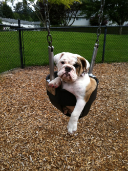 English Bulldog Love