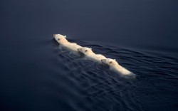 funnywildlife:  A polar bear and her two six-month-old cubs swim