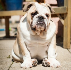 English Bulldog Love