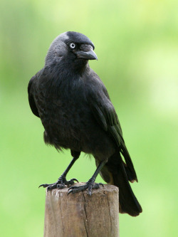 iheartcrows:  Poser on a post! (by SteveJM2009) 