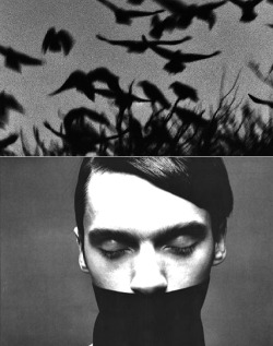 fatifer:     sirilaf:Ravens by Masahisa Fukase // Darryl Rodrigues