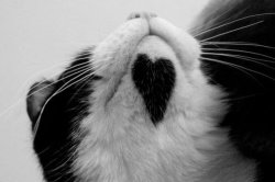 twitsandniddles:  sofiaee:  Kittens with hearts  this is important