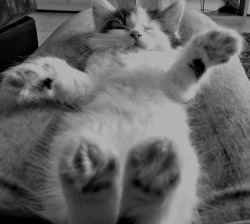 kittiesntitties.tumblr.com/post/25740515883/