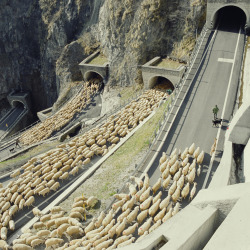 aquaticwonder:  Many Tunnels خلفنا ذئب الغنم  